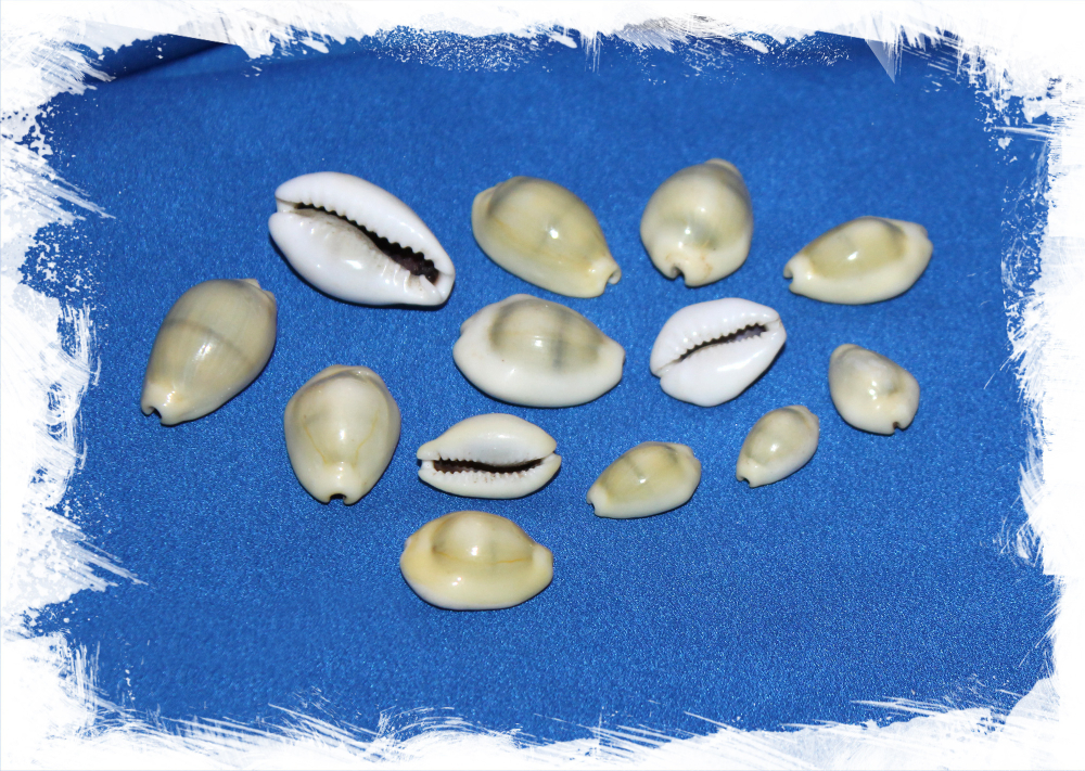 Ципрея монета