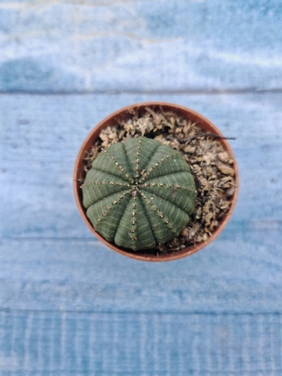 Euphoria Obesa (Эуфорбия)