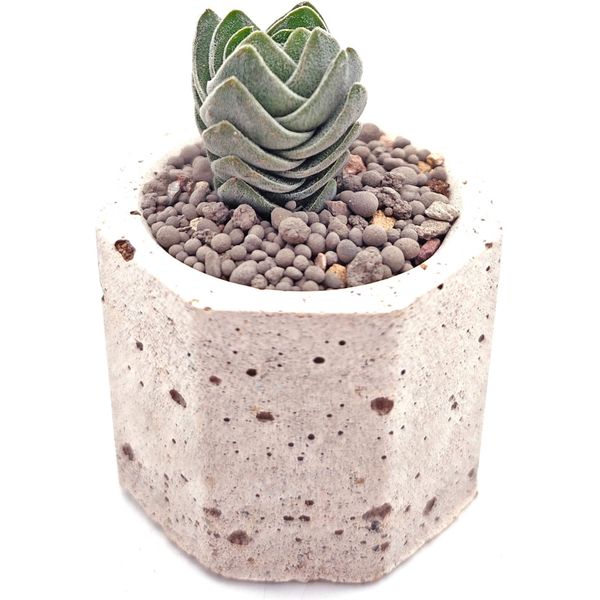 Суккулент Крассула Скуэйр Тауер