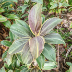 Кордилина MISS ANDRESS