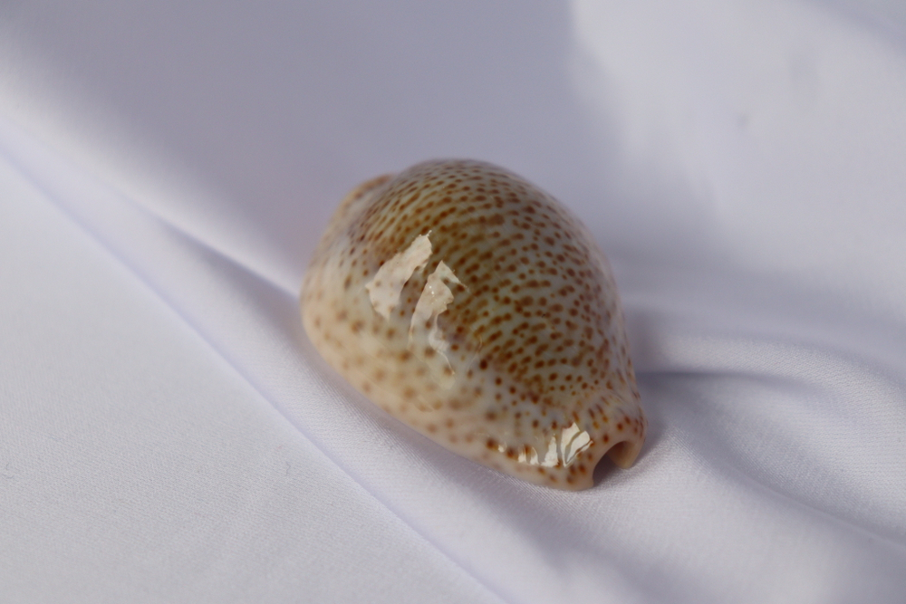 Ципрея турдус (Cypraea turdus), 4,8см, 1шт