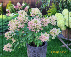 Гортензия метельчатая Стар Роуз- Звёздная Роза (Hydrangea paniculata `Star Rose`)