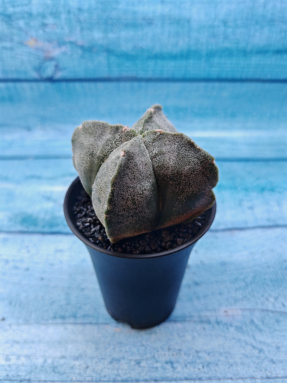 Astrophytum Myriostigma monstrosa (Астрофитум)