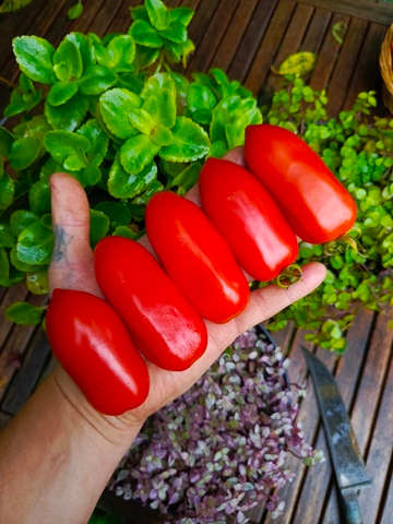 Сан Марцано (San Marzano) сорт томата