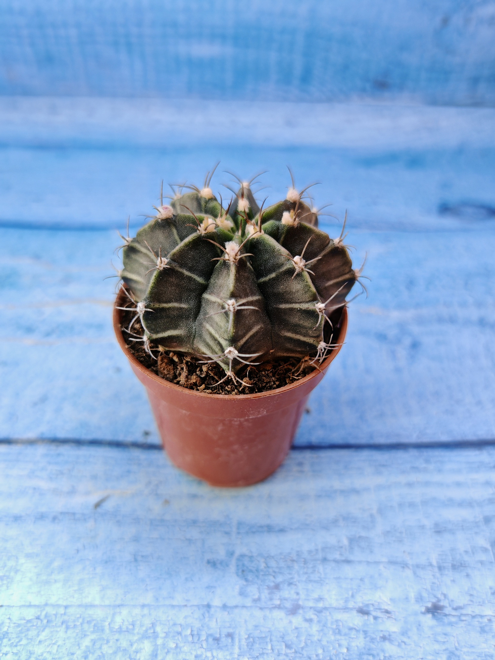 Gymnocalycium Friedrichii (Гимнокалициум)