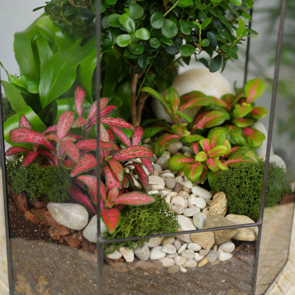 Готовый флорариум бонсай Мирсина Бонсариум