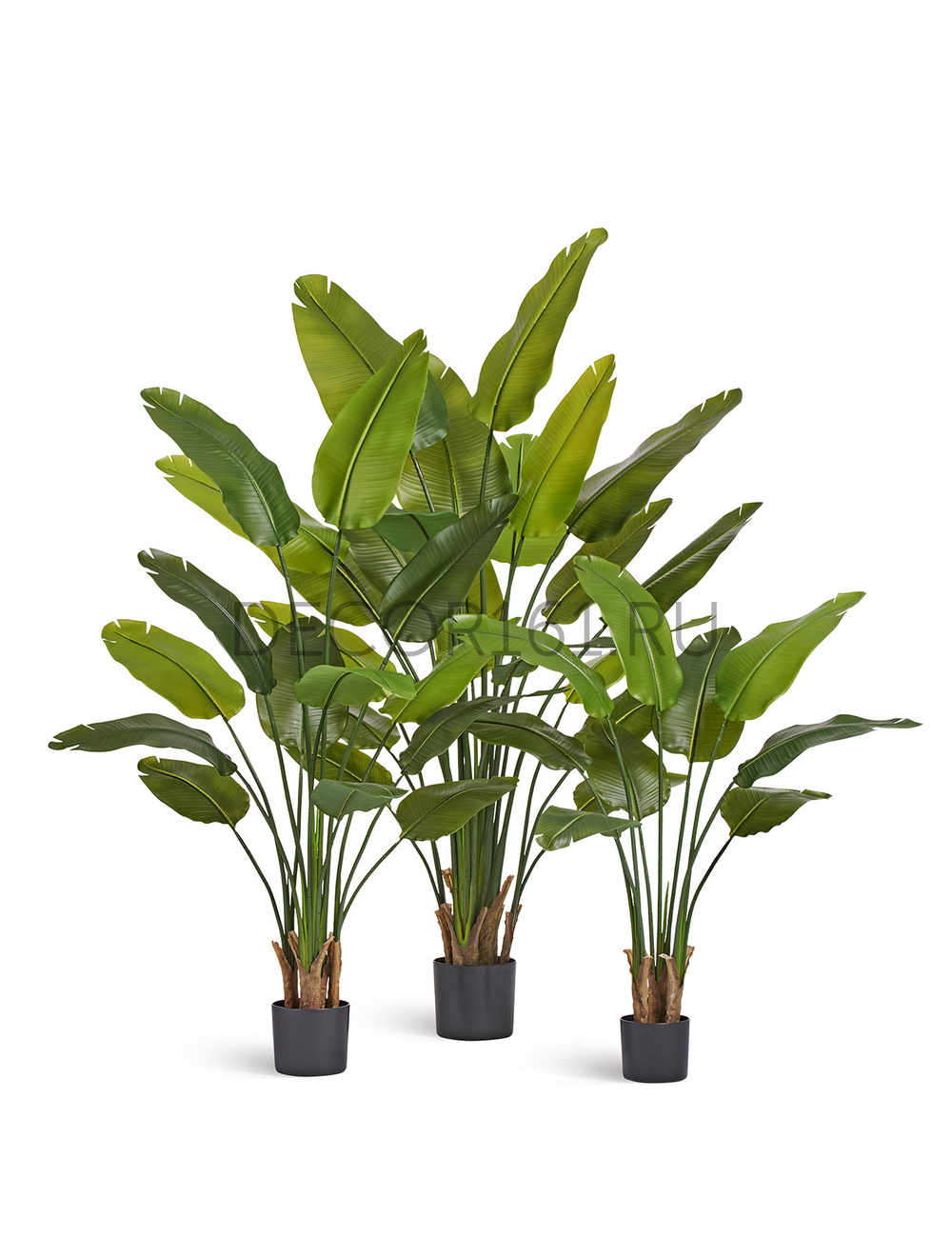 Стрелиция New Style зелёная в-180 см (20 листов) (Sensitive Botanic) 2/2 10.072436N