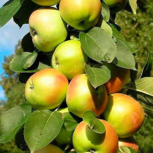 Яблоня Президент колонновидная подвой 54-118, полукарликовый С5 Закупка М69 июнь 2026