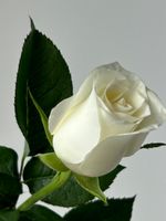 Роза белая (60 см) АКЦИЯ