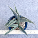 Сансевиерия ARUSHA BLUE s.L