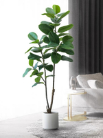 Фикус эластика зеленый 170 см.