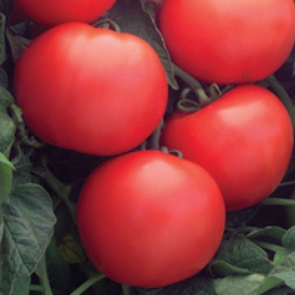 Дебют F1 семена томата детерминантного (Seminis / Семинис)