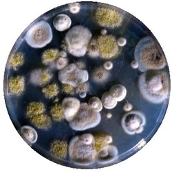 Развивающая игра Царство грибов