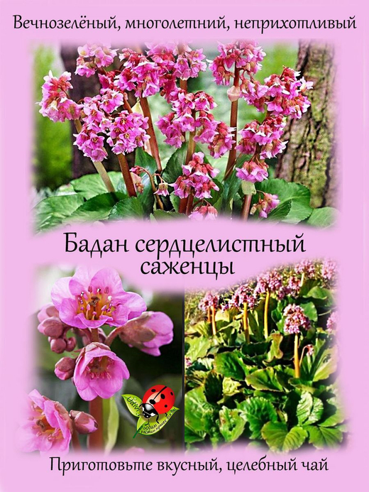 Бадан сердцелистный розовый