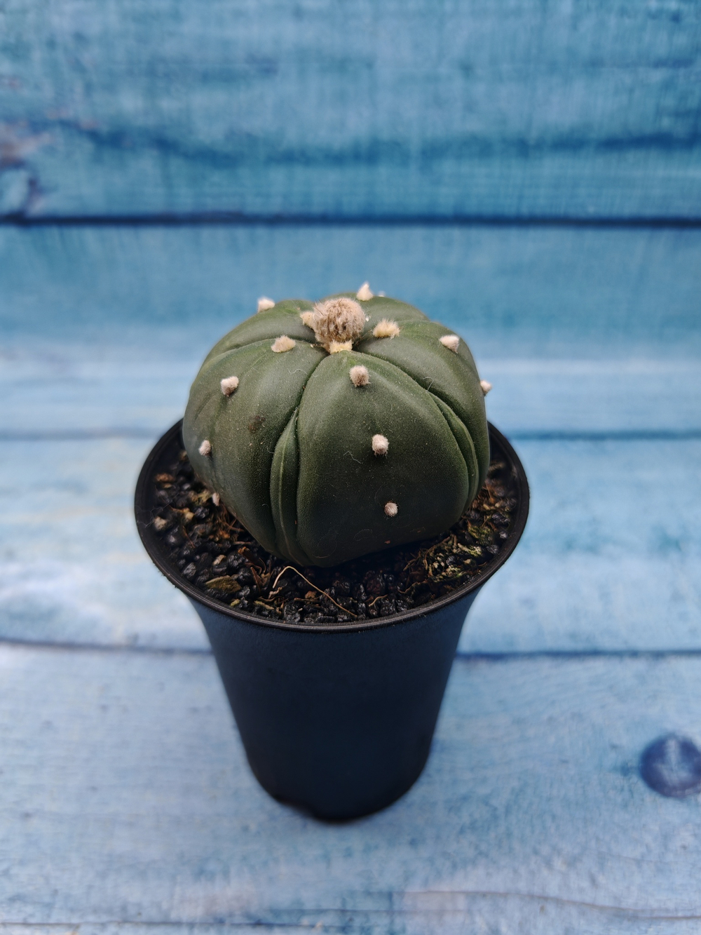 Astrophytum Asterias (Астрофитум)
