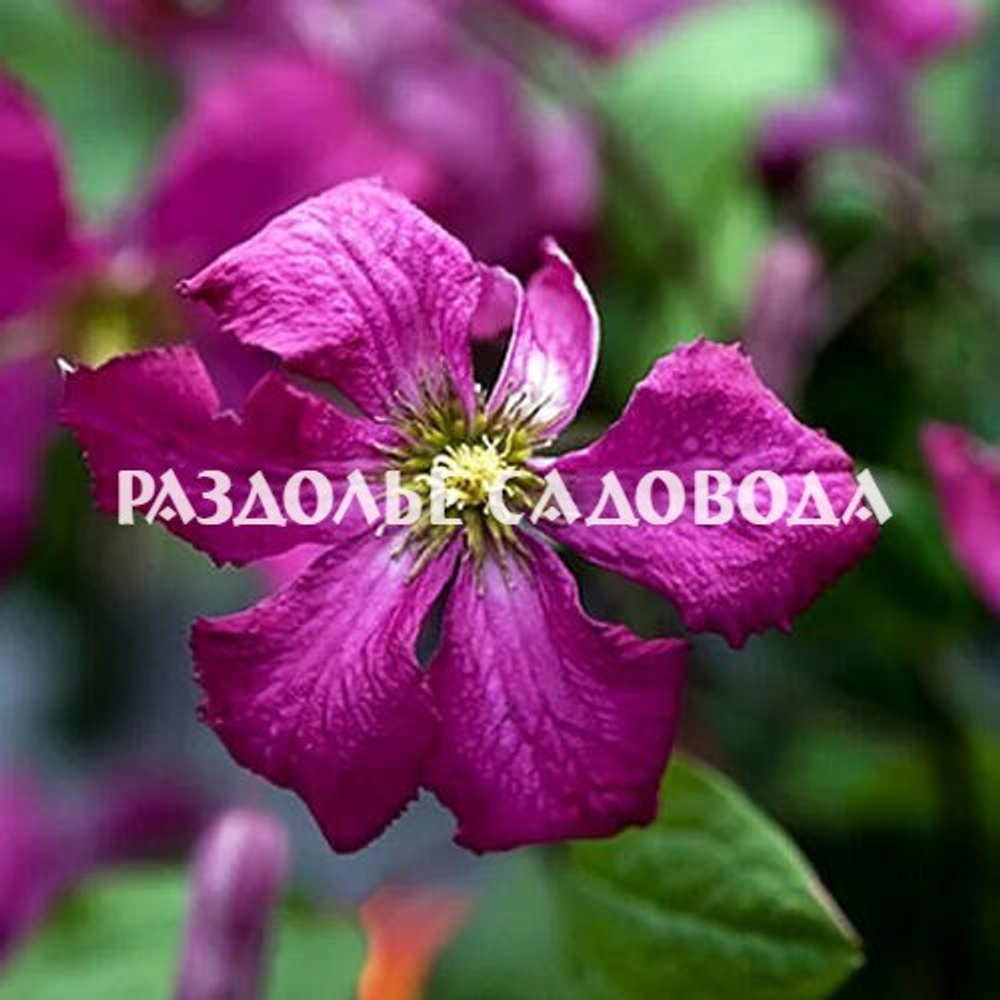 Клематис Сёдертелье