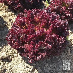 Сатин семена салата лолло росса (Rijk Zwaan / Райк Цваан)