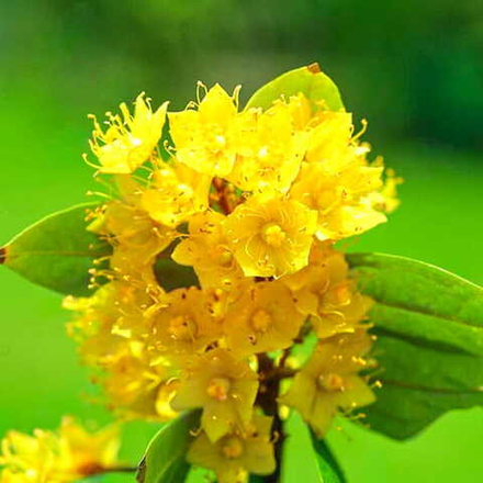 Шутения скученная – Schoutenia glomerata