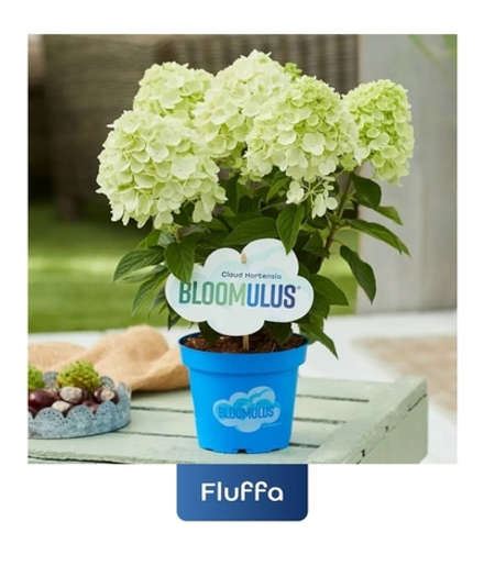 Флуффа ( Bloomulus Fluffa) гортензия метельчатая Р9