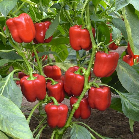 РЭД БАРОН F1 семена перца сладкого Enza Zaden цена