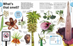 Trees, Leaves, Flowers and Seeds: A visual encyclopedia of the plant kingdom