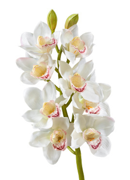 Орхидея Цимбидиум белая ветвь средняя