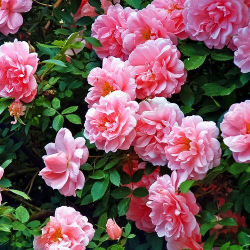 Роза канадская Джон Дэвис С4 Закупка М43 июнь 2026