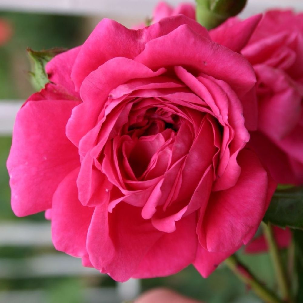Роза плетистая Лагуна