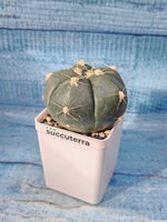 Gymnocalicium Horsti (Гимнокалициум)