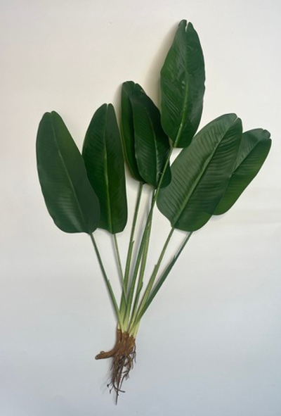 Куст стрелиция