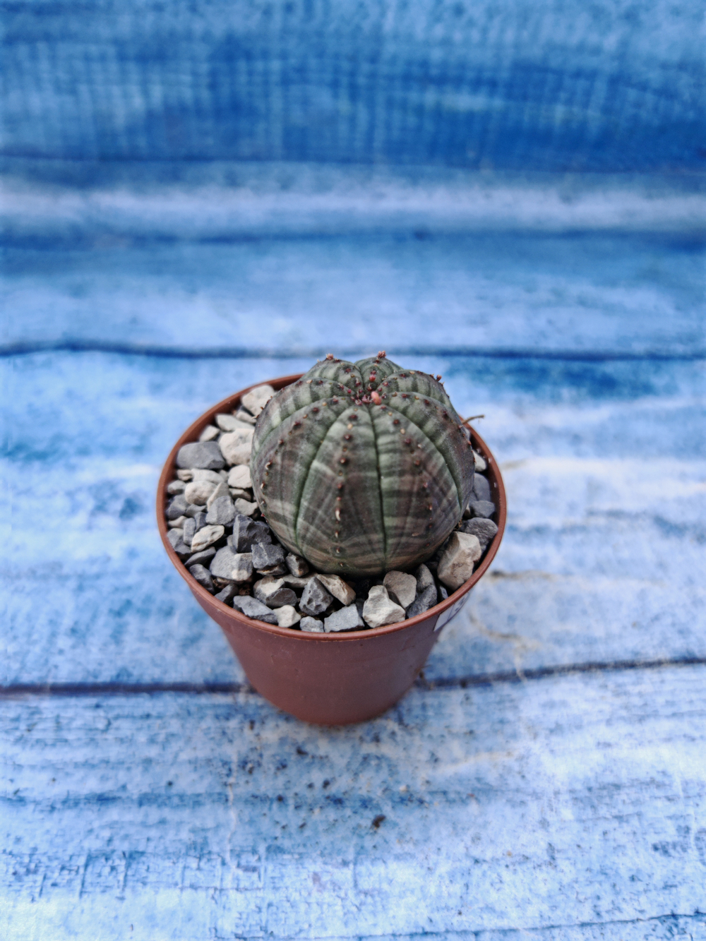 Euphorbia Obesa (Эуфорбия)