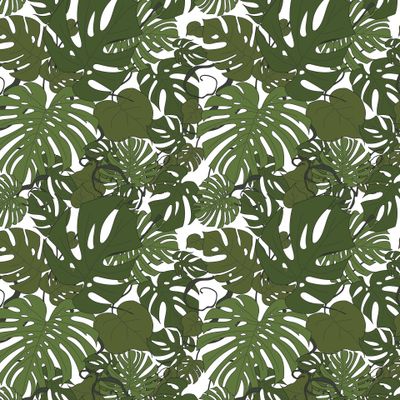 Листья монстеры на белом фоне