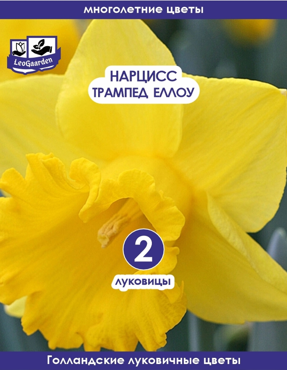 Нарцисс Луковица, Трампэт Йеллоу, 2 шт