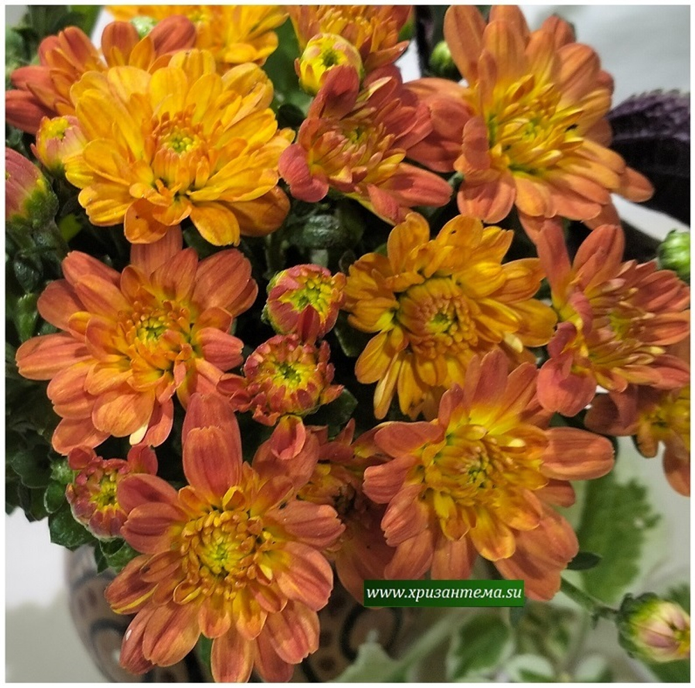 Хризантема мультифлора Sunbeam dito Honey 🌹 м. 131 (нет в наличии)