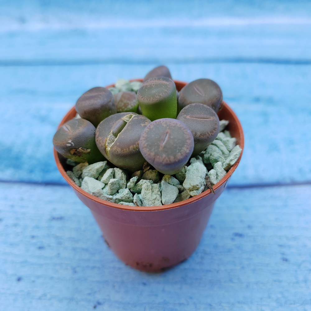Lithops sp. (Литопсы)