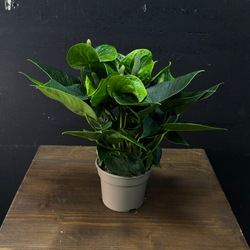 Антуриум зеленый мини