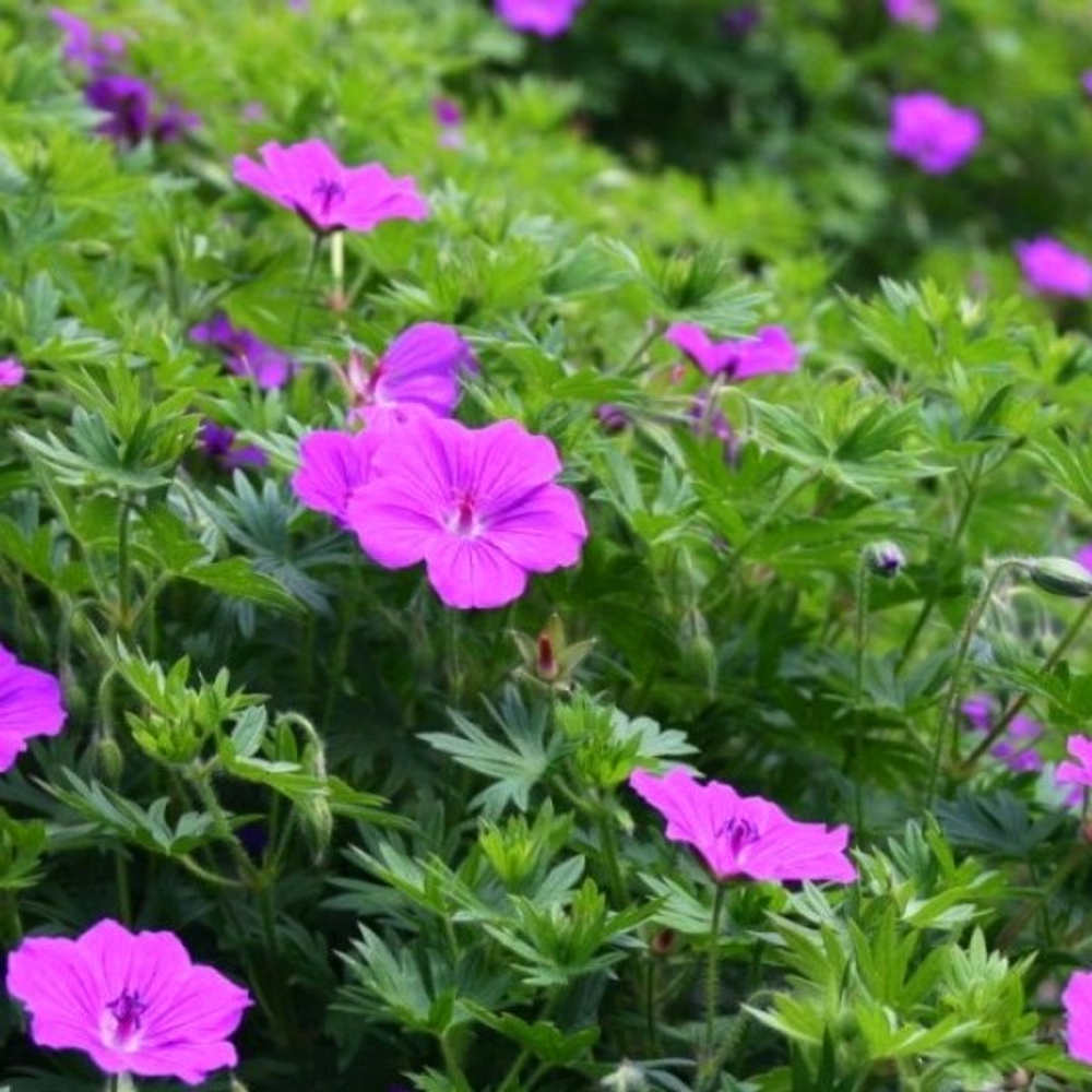 Герань (Geranium) Тайни Монстр