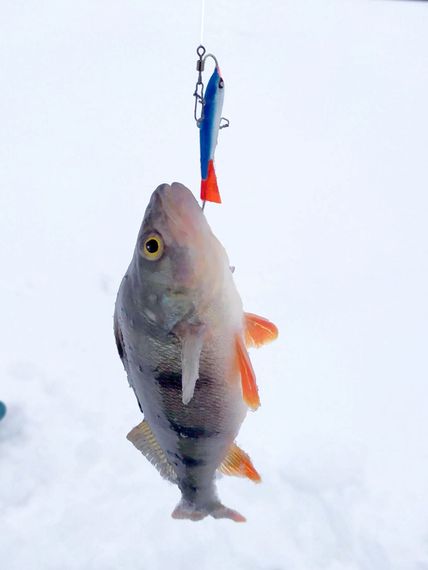 Балансир Lucky John NORDIC 5 50мм/15HRT