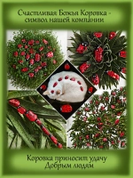 Плектрантус Мадагаскарский ароматный