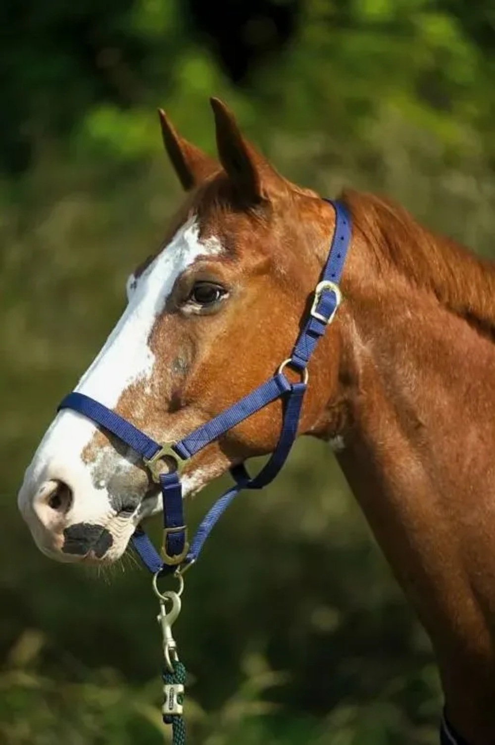 EKKIA RIDING WORLD Недоуздок нейлоновый без карабина, COB