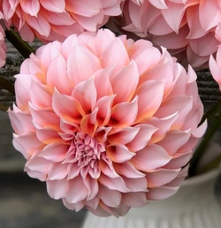 Георгин Пичез (Peaches and Cream)