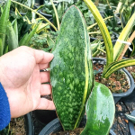 Сансевиерия MACROPHYLLA VAR