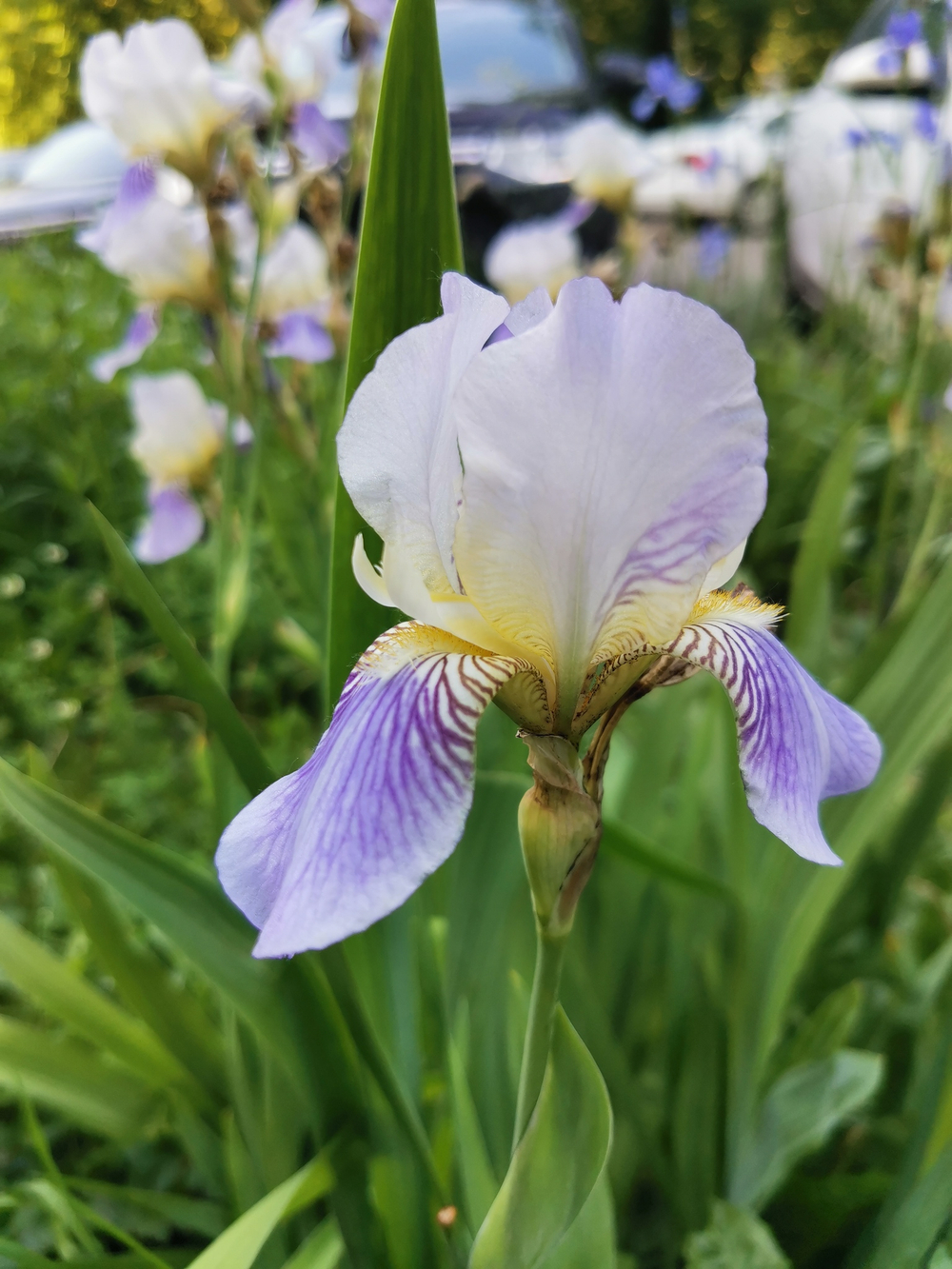 Товар из приложения с картинками модификаций