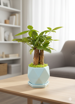 Пахира Little Forest Three-Branch ке