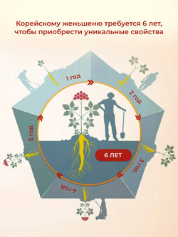 Экстракт 6-летнего женьшеня