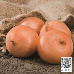 Сафран F1 семена лука репчатого (Bejo / Бейо)