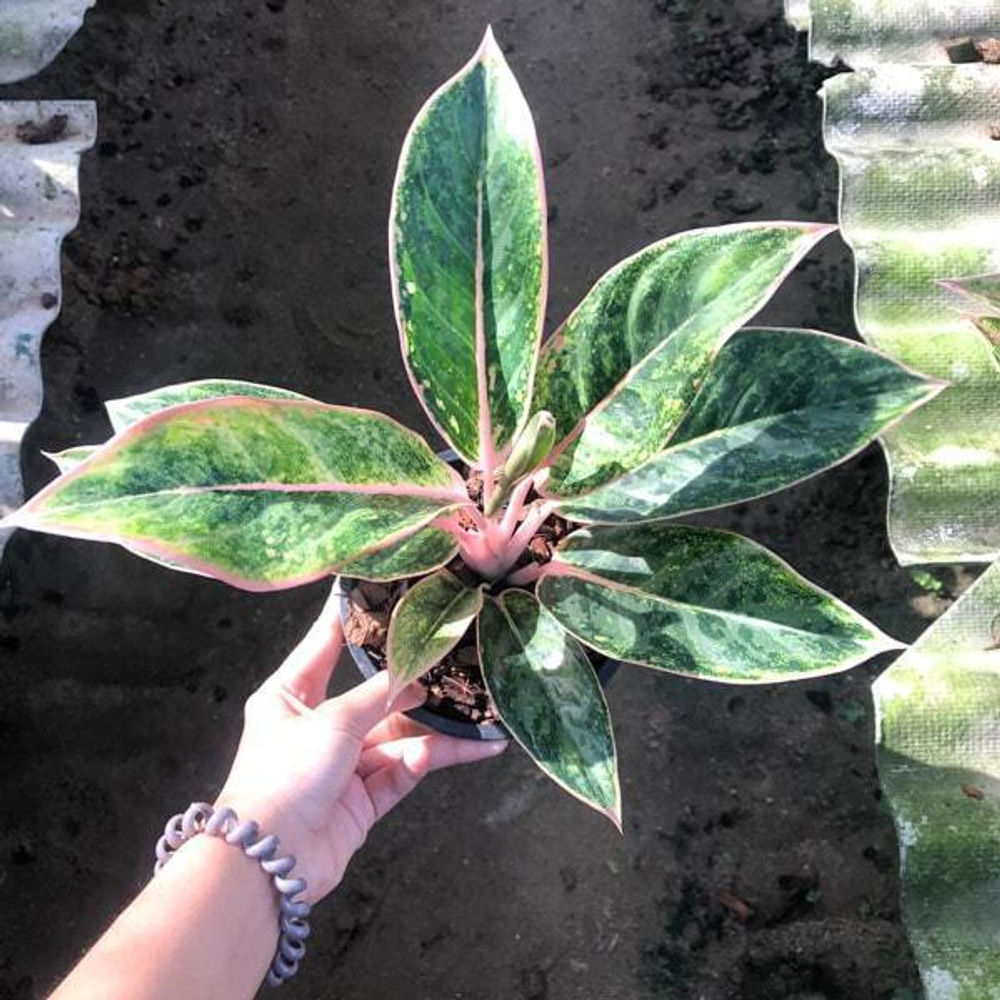 Аглаонема SEDTHEE GROBTHONG