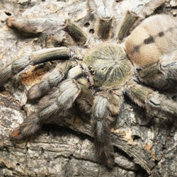 Паук-птицеед Psalmopoeus cambridgei (Тринидадский шеврон)