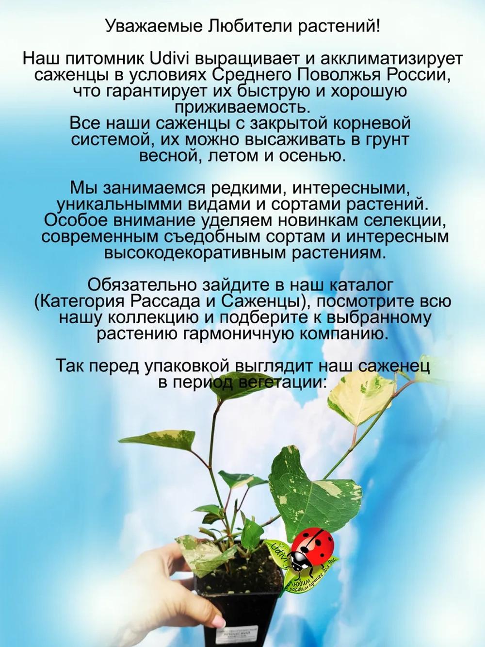 Горец японский Вариегата многолетний