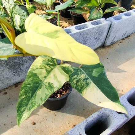 Филодендрон DOMESTICUM VAR